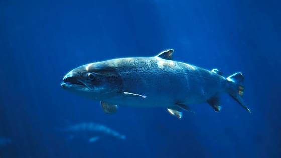 Salmon benefits from Mueller's pearlside