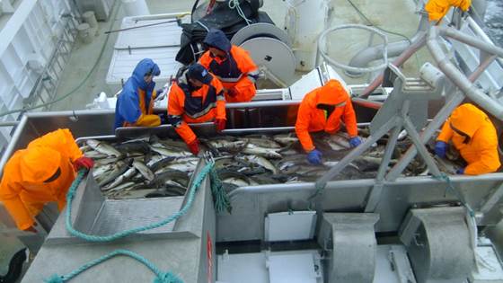 Ensilering av restråstoff i hvitfiskflåten: Potensial for verdiskapning og krav til infrastruktur, logistikk og teknologi. 