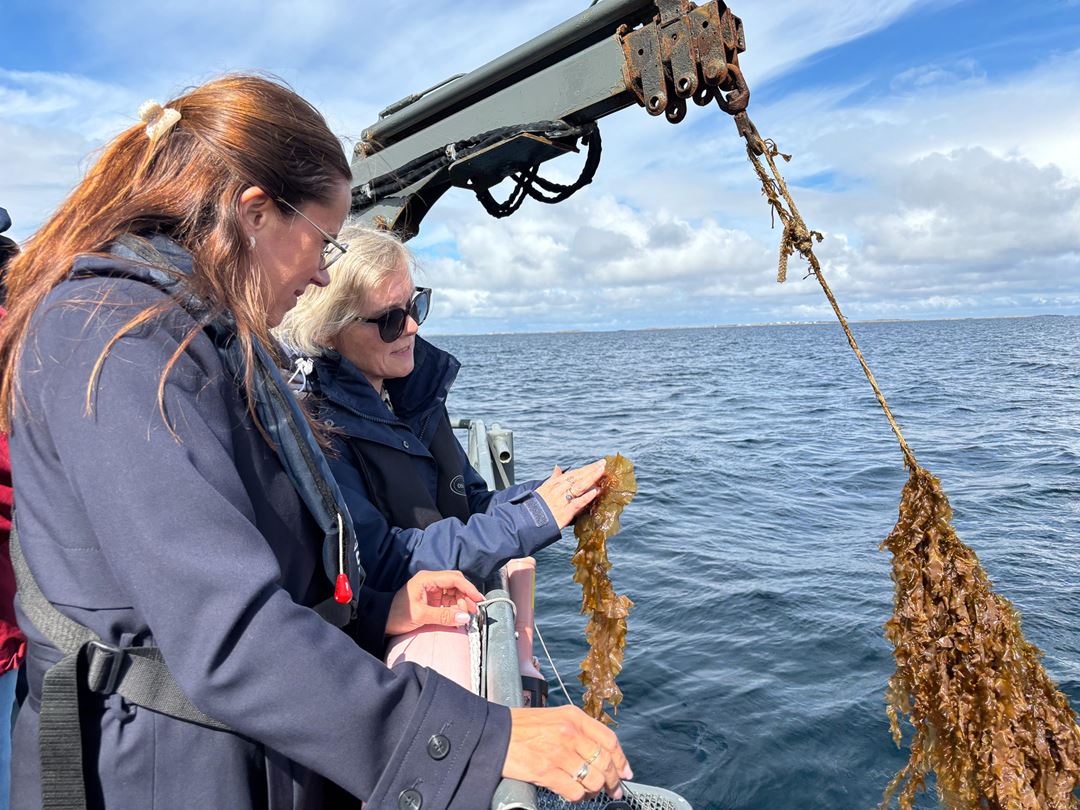 Two women looking at seaweed over the railing of a boat