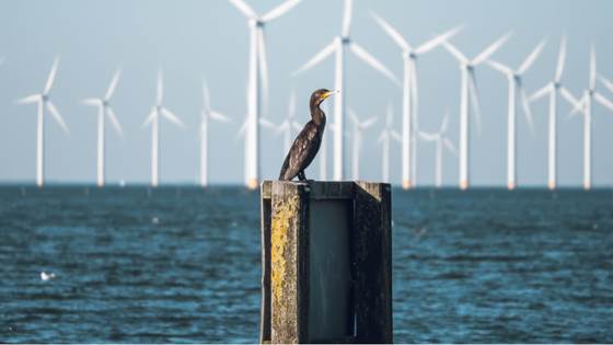 SKARV: Active wind turbine control for bird strike prevention