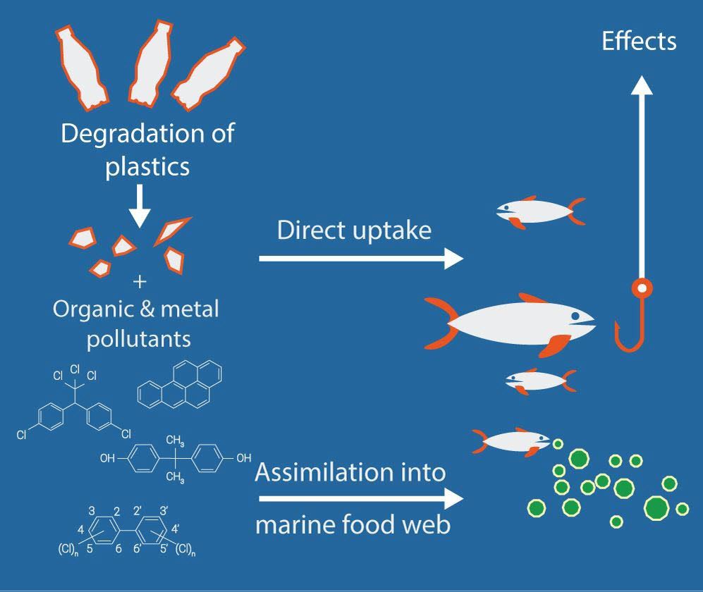 plastox-direct-and-indirect-ecotoxicological-impacts-of-microplastics