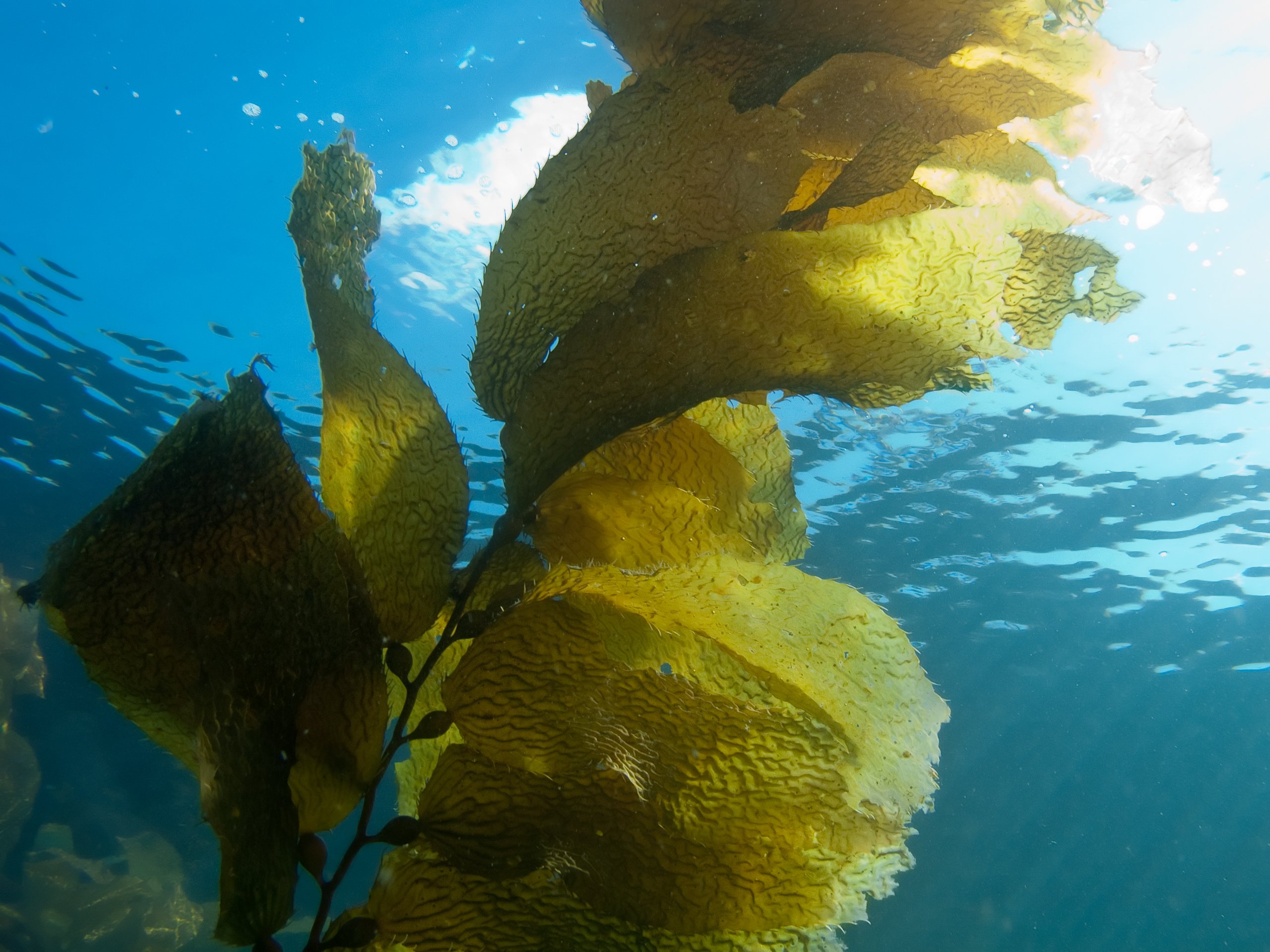 COP27/Bellona event: Carbon capture with seaweed cultivation – How to ...