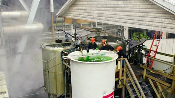 Microalgae as feed raw material for salmon fish (Microfeed)