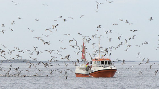 INFINIFISH - Climate-friendly and resilient fisheries through innovation and co-learning
