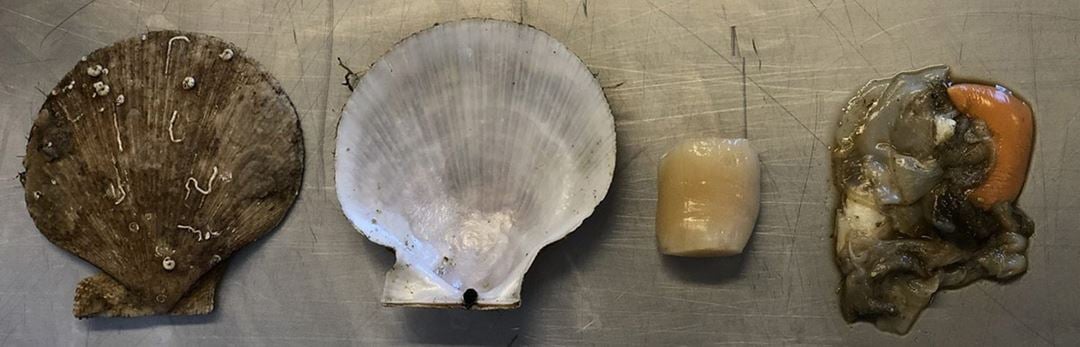 Empty Iceland scallop shell, alongside the Iceland scallop's muscle and soft tissue.