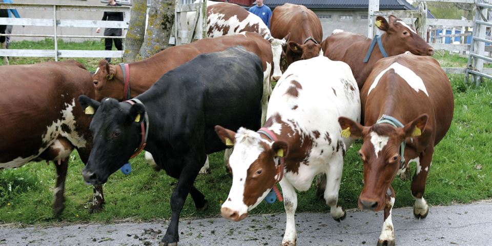 Subklinisk (usynlig) ketose har ingen klare symptomer, men analyser av melkeprøver kan avsløre sykdommen på et tidlig stadium. Foto: Håkon Sparre/NMBU