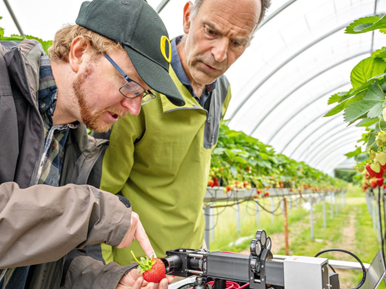 Sensor avslører når jordbæra er best