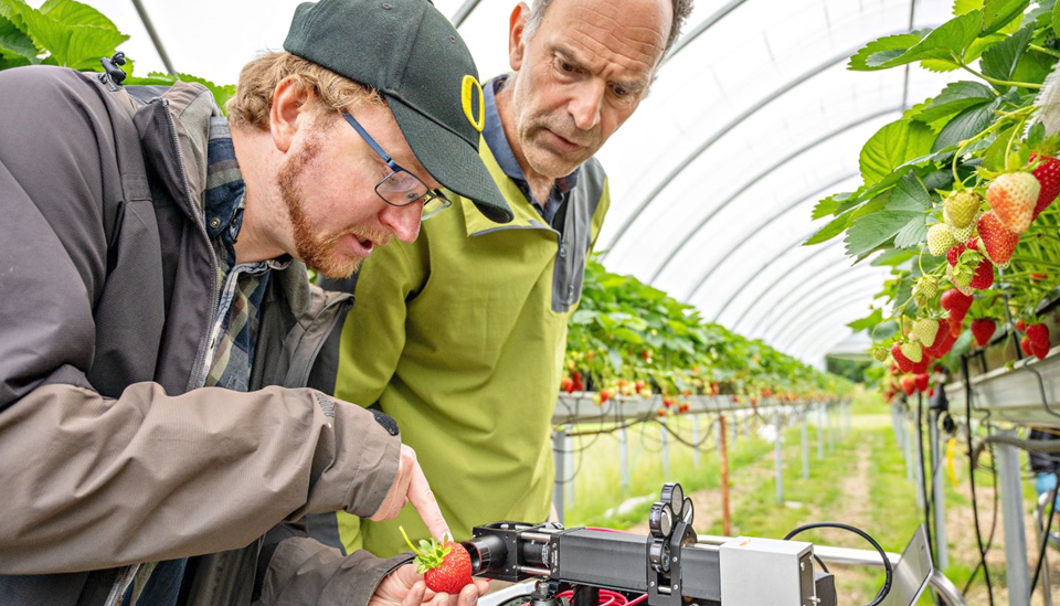 Anders H. Hansen i SINTEF (t.v.) og Jens Petter Wold i Nofima tester FragoPro i jordbærtunnel ved Norges miljø- og biovitenskapelige universitet (NMBU) på Ås. Foto: Jon-Are Berg-Jacobsen/SINTEF