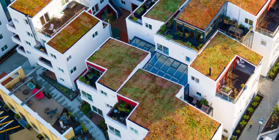 Roofs cover up to 40 per cent of our urban area space. Green roofs may thus be the key to managing surface water after heavy rain. Photo: Bergknapp AS