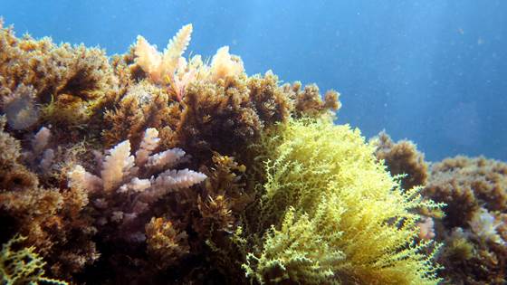 Scientists conclude: Here’s what we have to do to restore our oceans